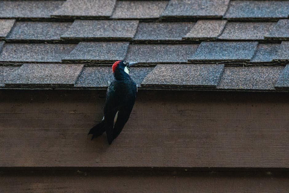 1500 sq ft shingle roof cost